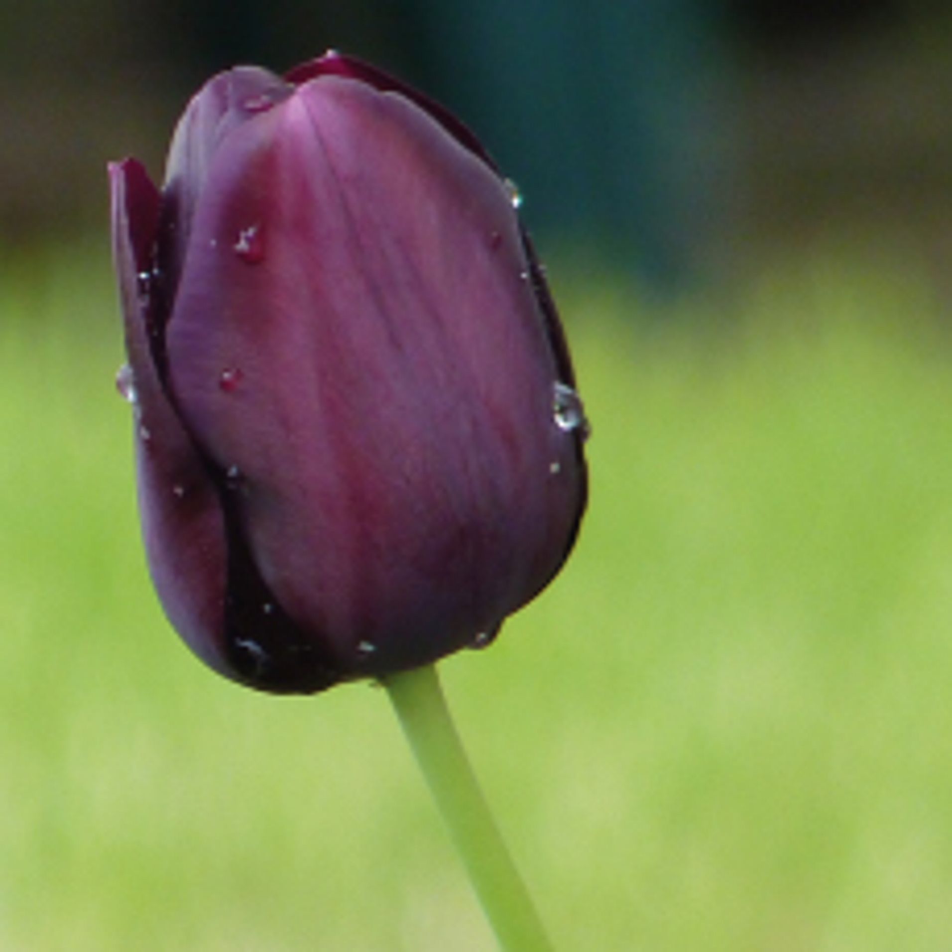 Visiter le musée de la Tulipe noire